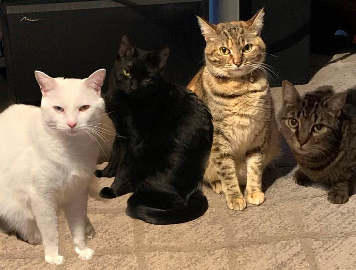 Pet Boarding Dog Boarding